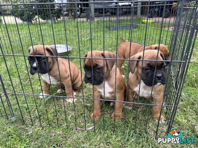 Fawn Purebred Bobtail Boxer Puppies - 2 Female/2 Male