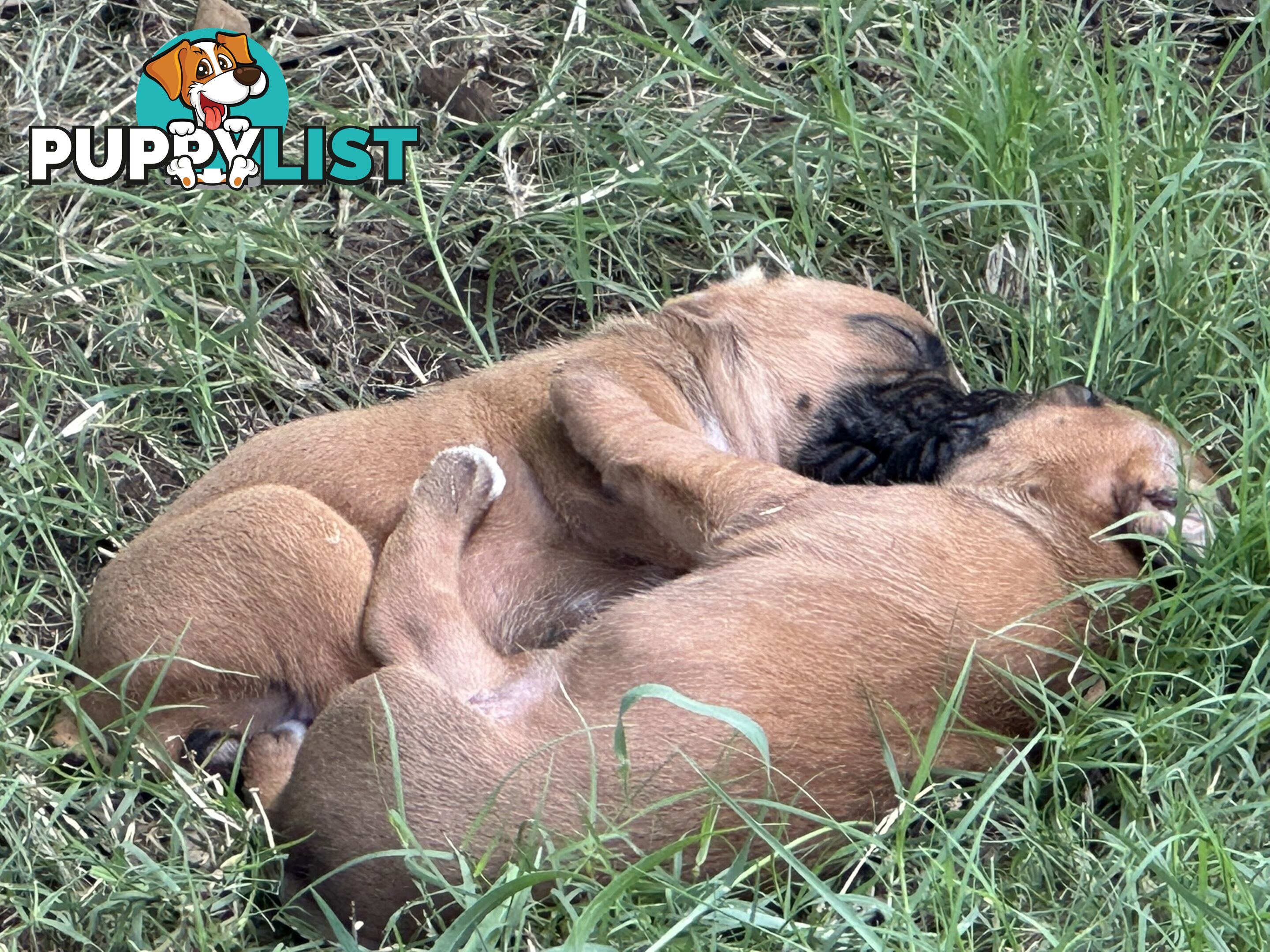 Fawn Purebred Bobtail Boxer Puppies - 2 Female/2 Male