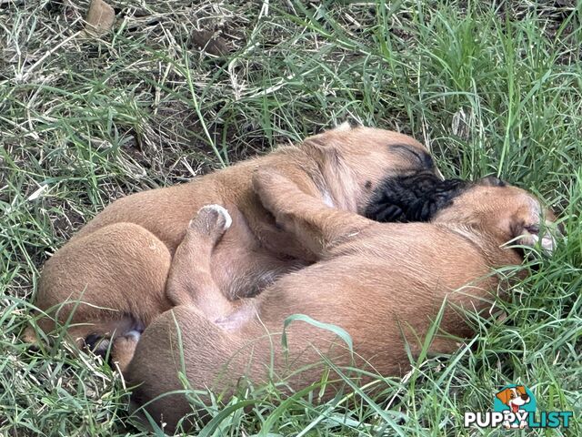 Fawn Purebred Bobtail Boxer Puppies - 2 Female/2 Male