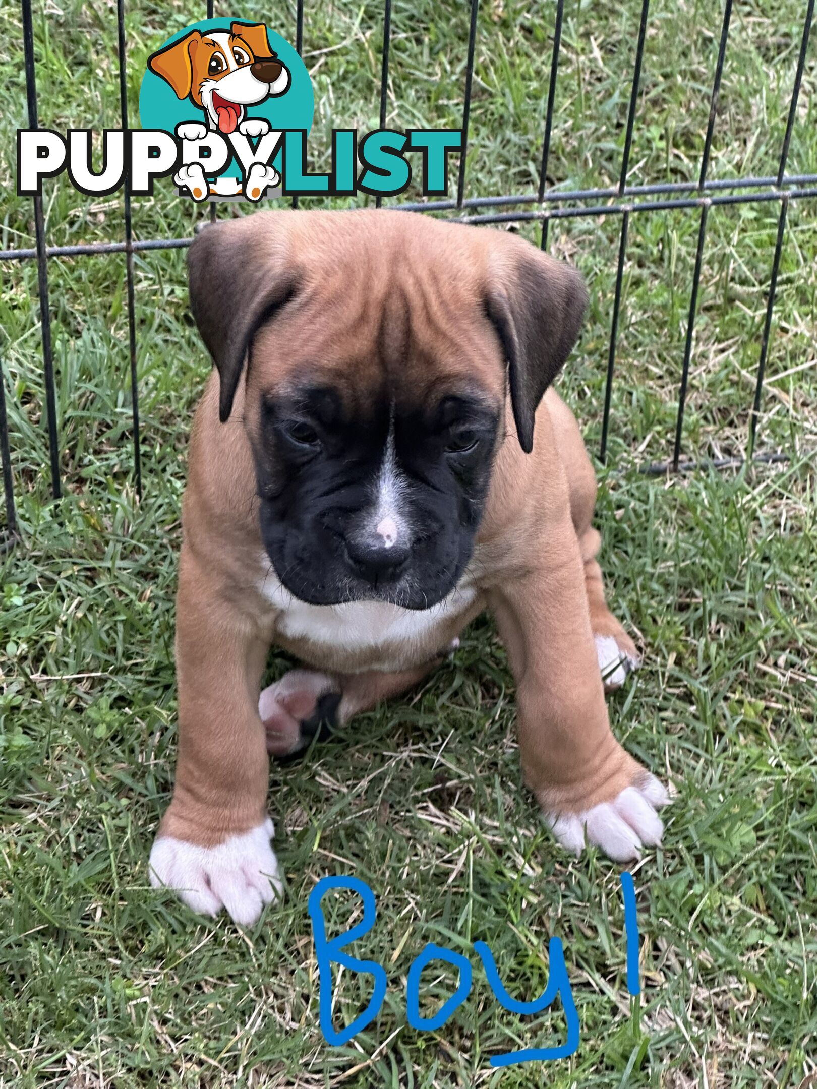 Fawn Purebred Bobtail Boxer Puppies - 2 Female/2 Male