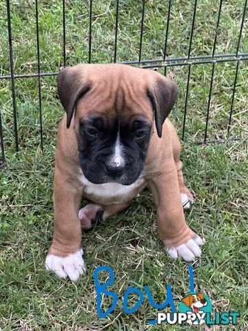 Fawn Purebred Bobtail Boxer Puppies - 2 Female/2 Male