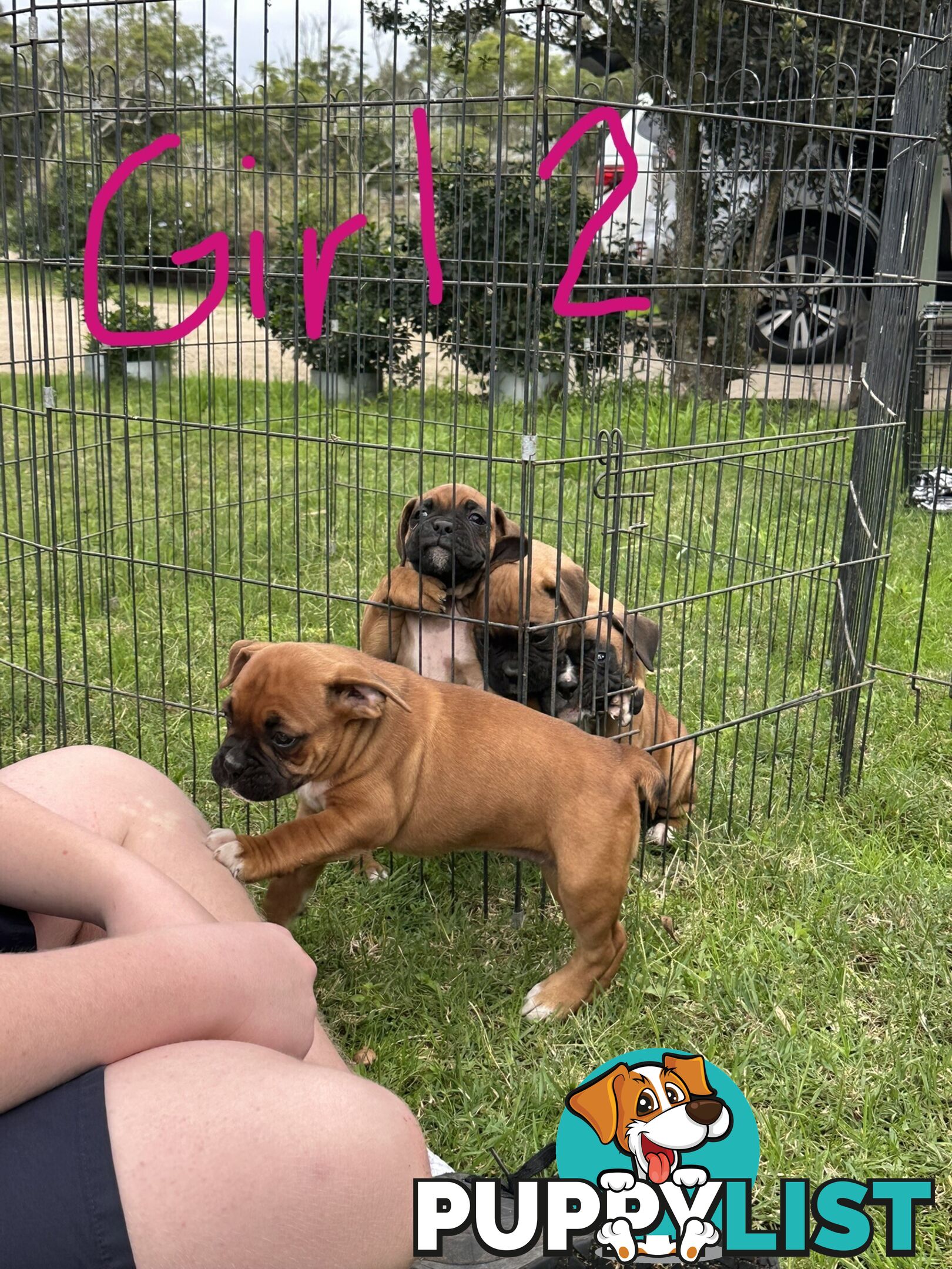 Fawn Purebred Bobtail Boxer Puppies - 2 Female/2 Male