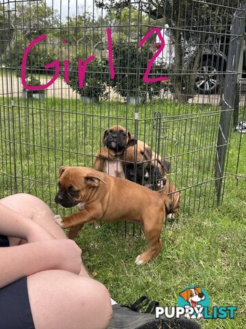Fawn Purebred Bobtail Boxer Puppies - 2 Female/2 Male