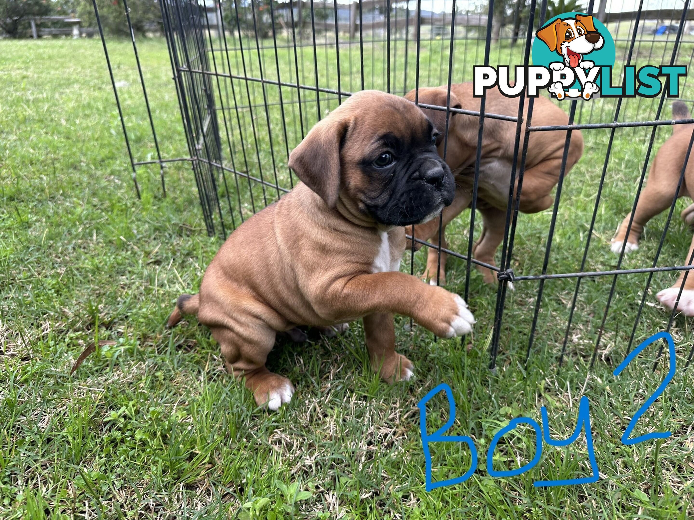 Fawn Purebred Bobtail Boxer Puppies - 2 Female/2 Male