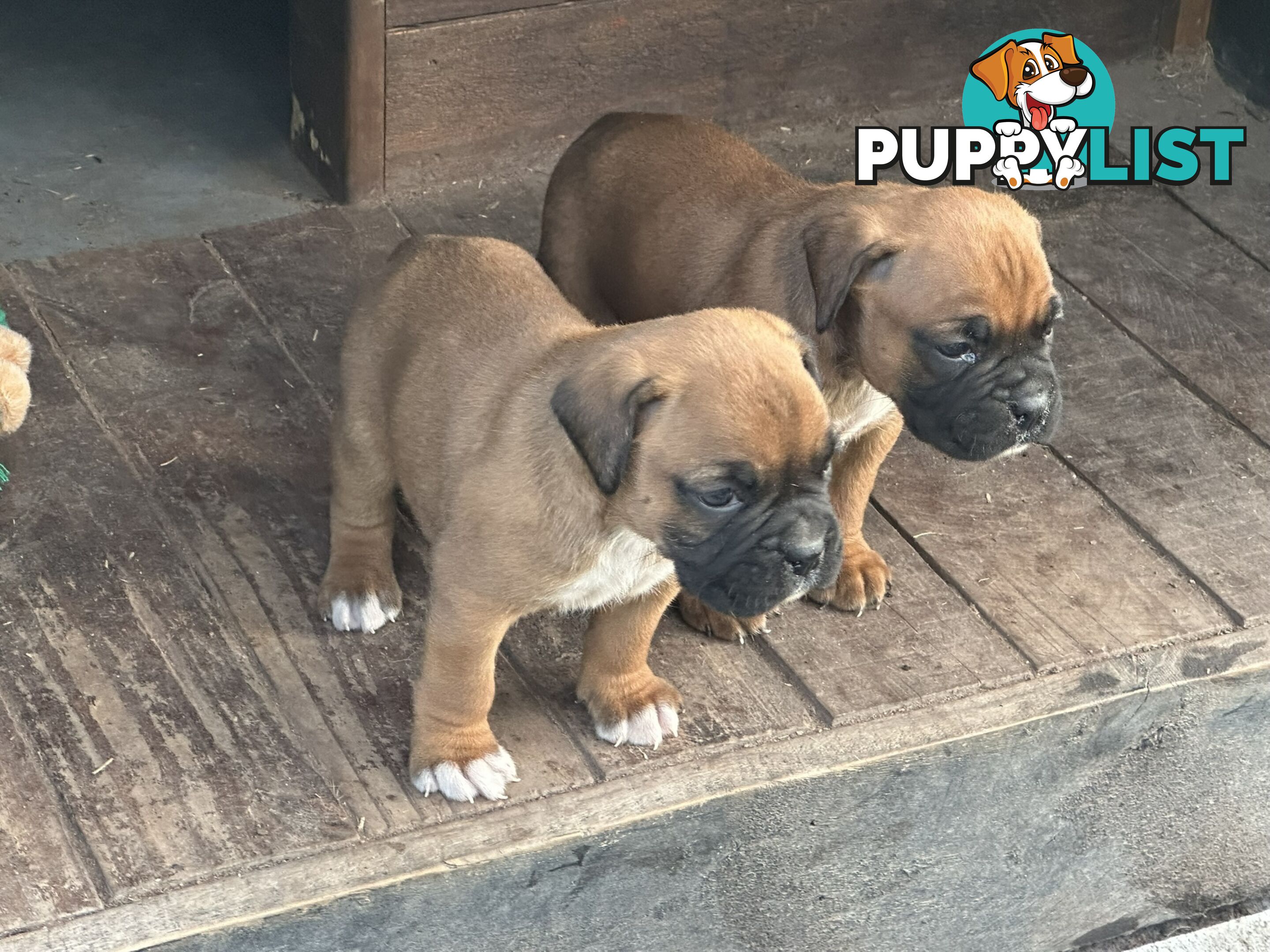 Fawn Purebred Bobtail Boxer Puppies - 2 Female/2 Male