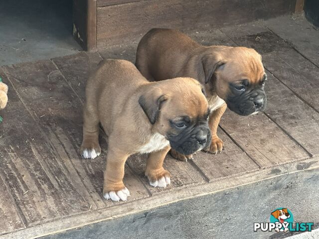 Fawn Purebred Bobtail Boxer Puppies - 2 Female/2 Male