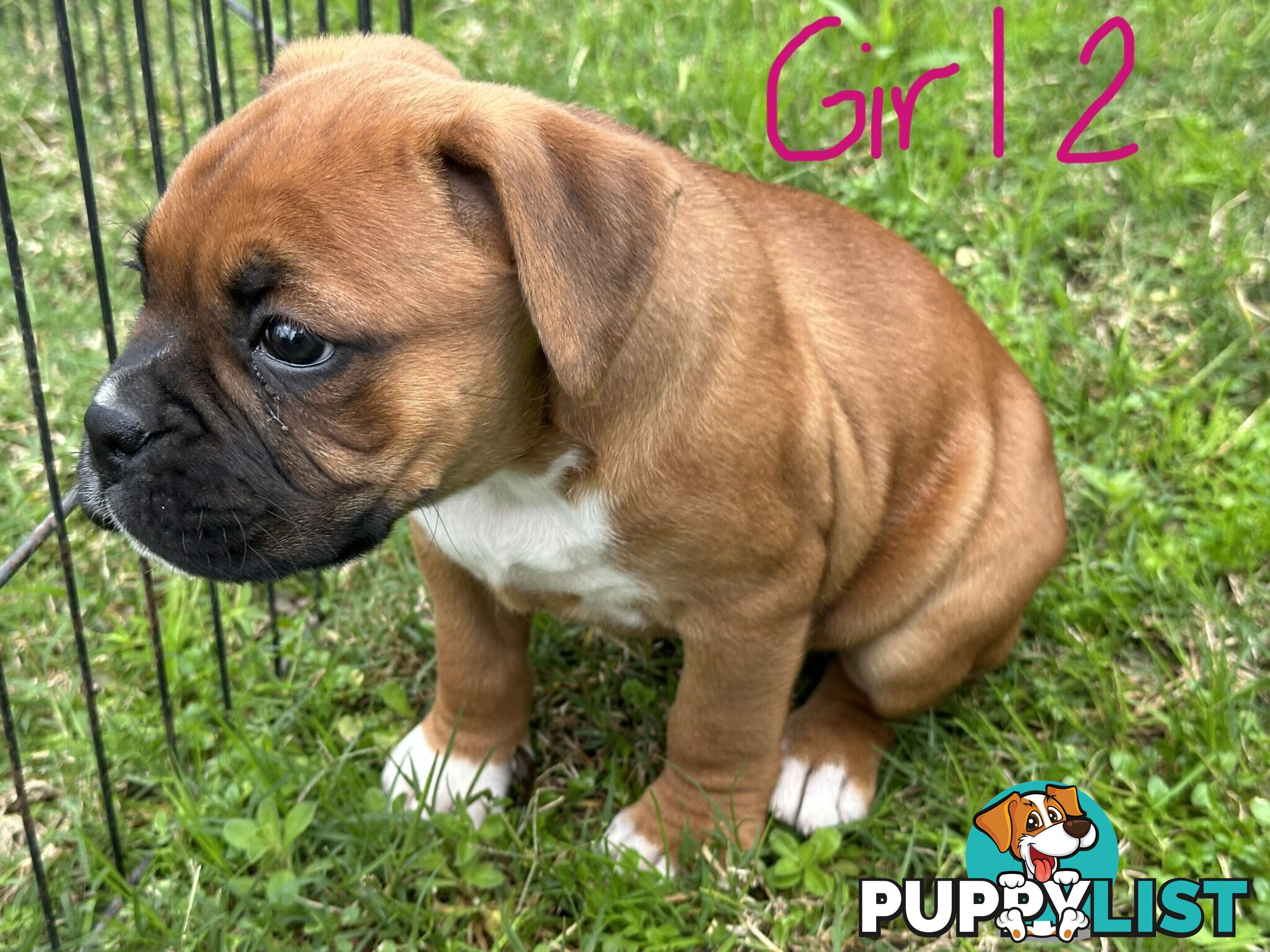 Fawn Purebred Bobtail Boxer Puppies - 2 Female/2 Male