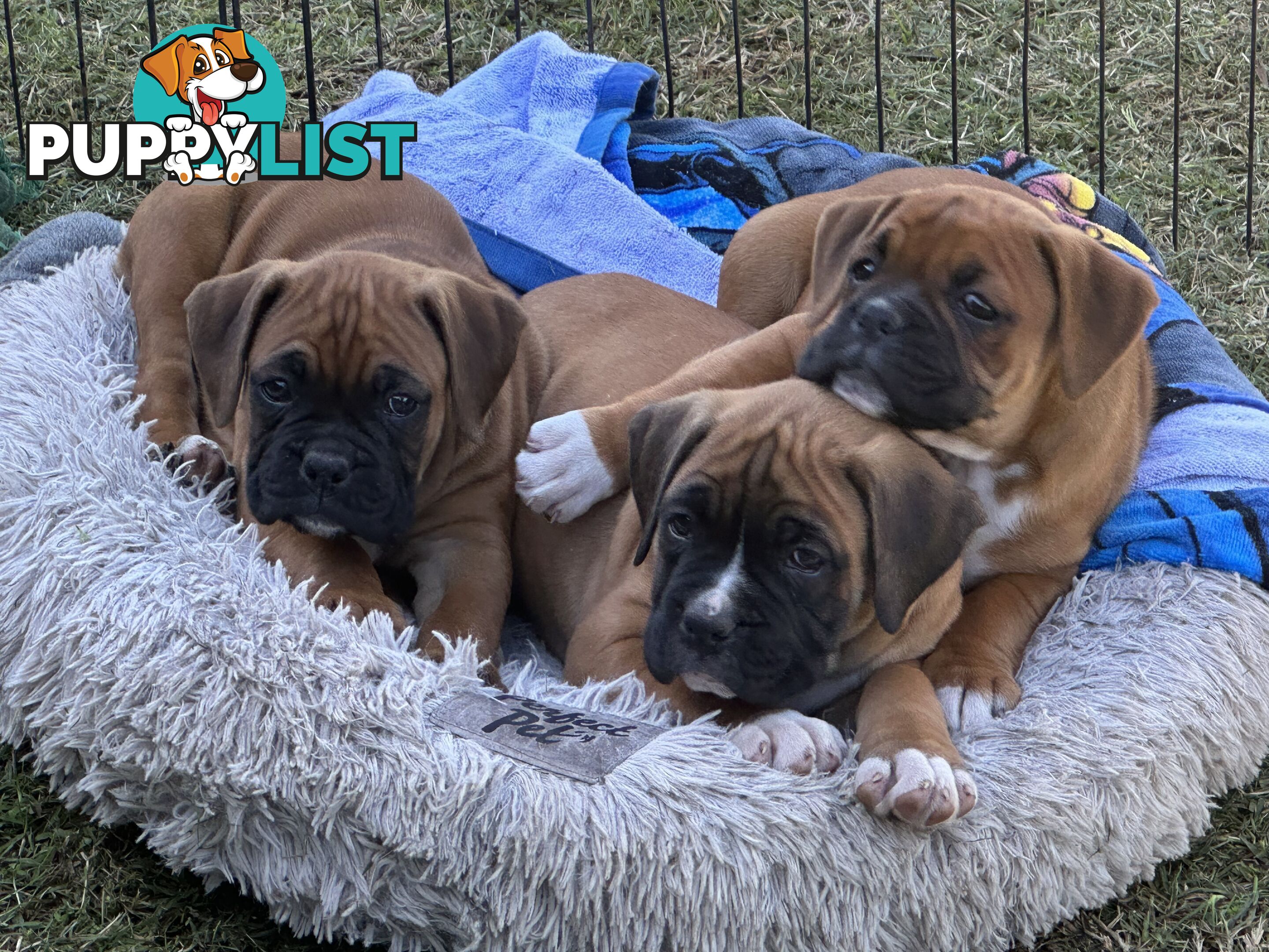 Fawn Purebred Bobtail Boxer Puppies - 1 female left
