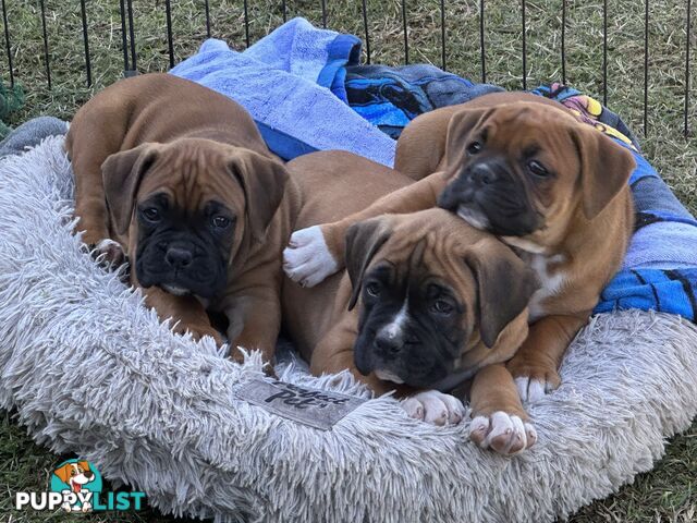 Fawn Purebred Bobtail Boxer Puppies - 1 female left
