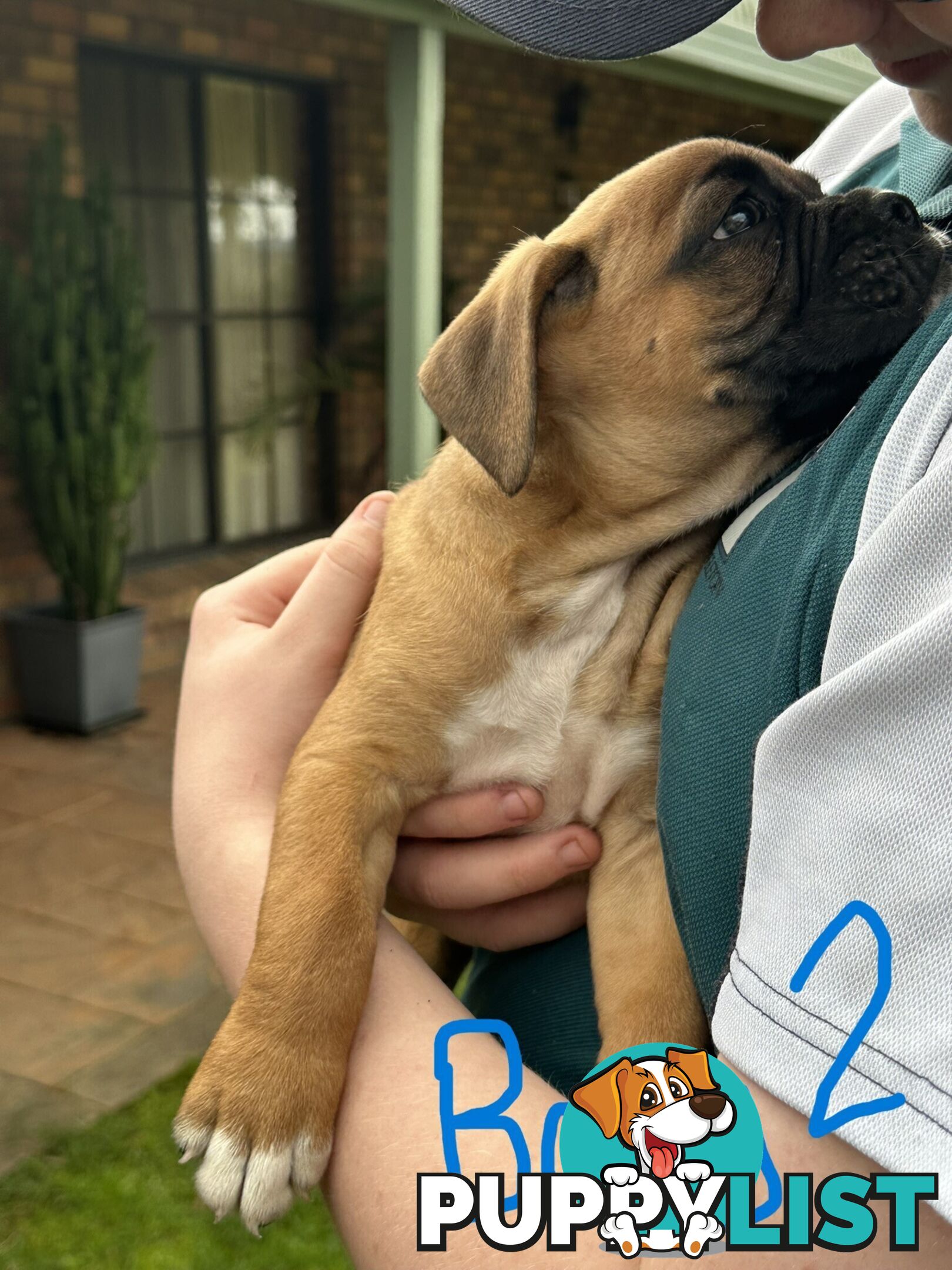 Fawn Purebred Bobtail Boxer Puppies - 2 Female/2 Male