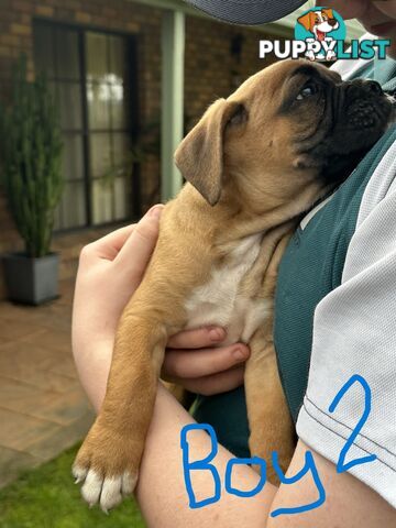 Fawn Purebred Bobtail Boxer Puppies - 2 Female/2 Male