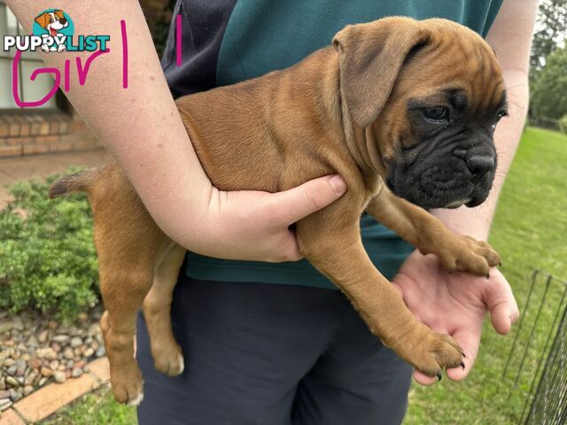 Fawn Purebred Bobtail Boxer Puppies - 2 Female/2 Male