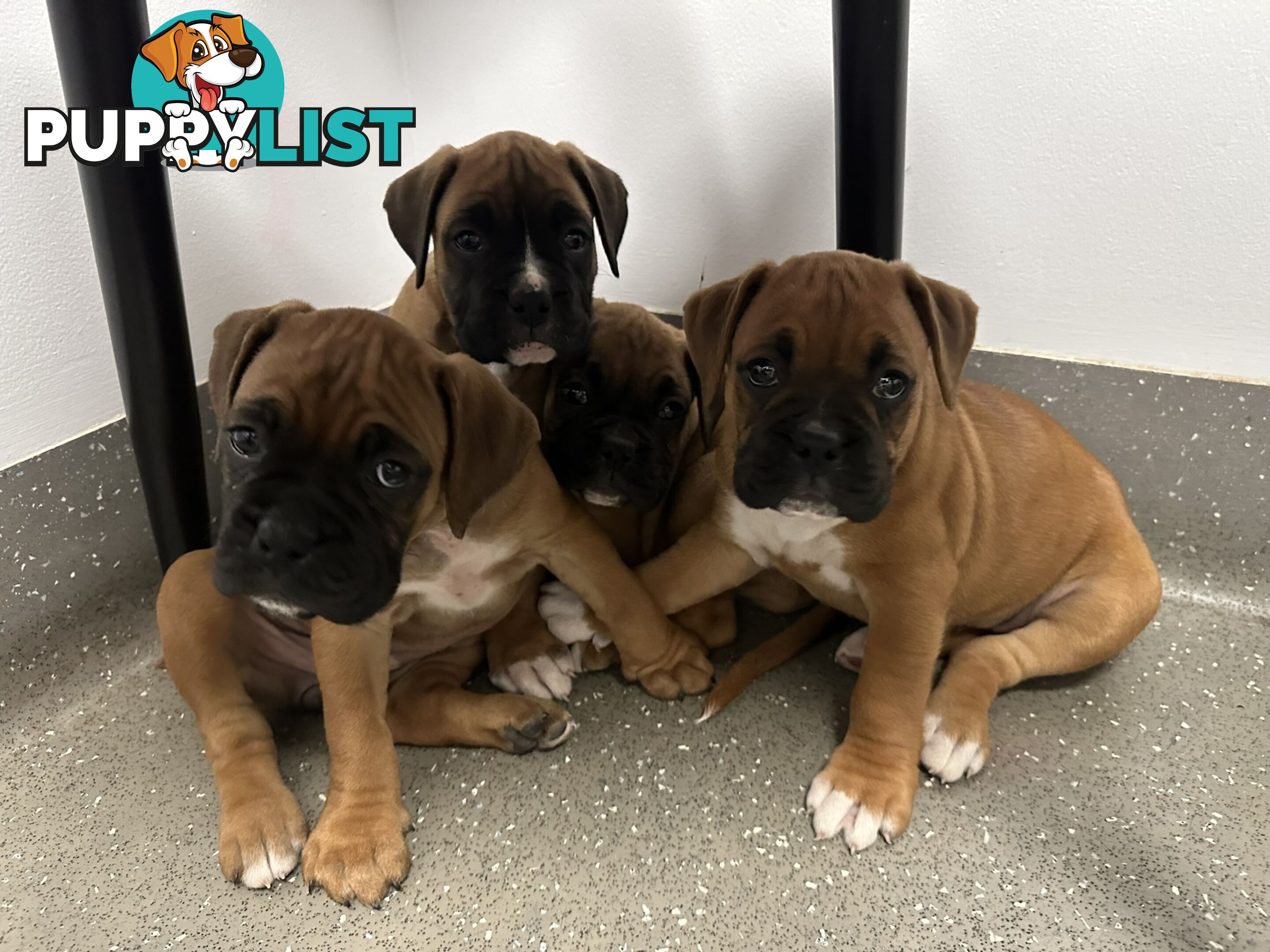 Fawn Purebred Bobtail Boxer Puppies - 2 Female/2 Male