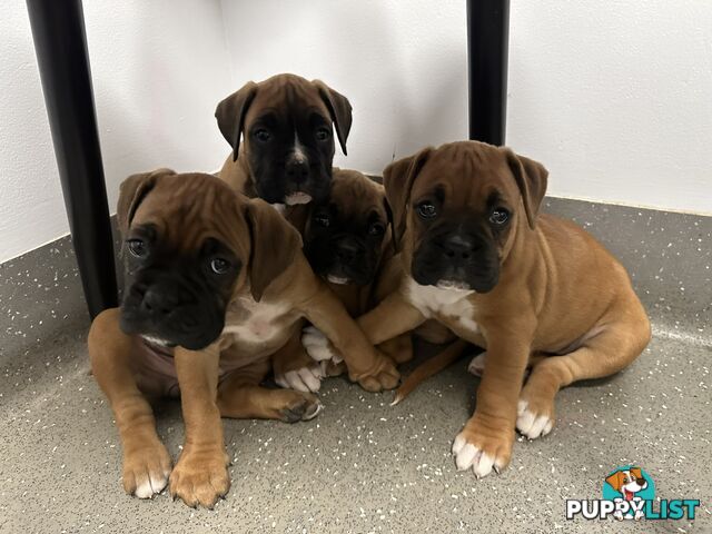 Fawn Purebred Bobtail Boxer Puppies - 2 Female/2 Male