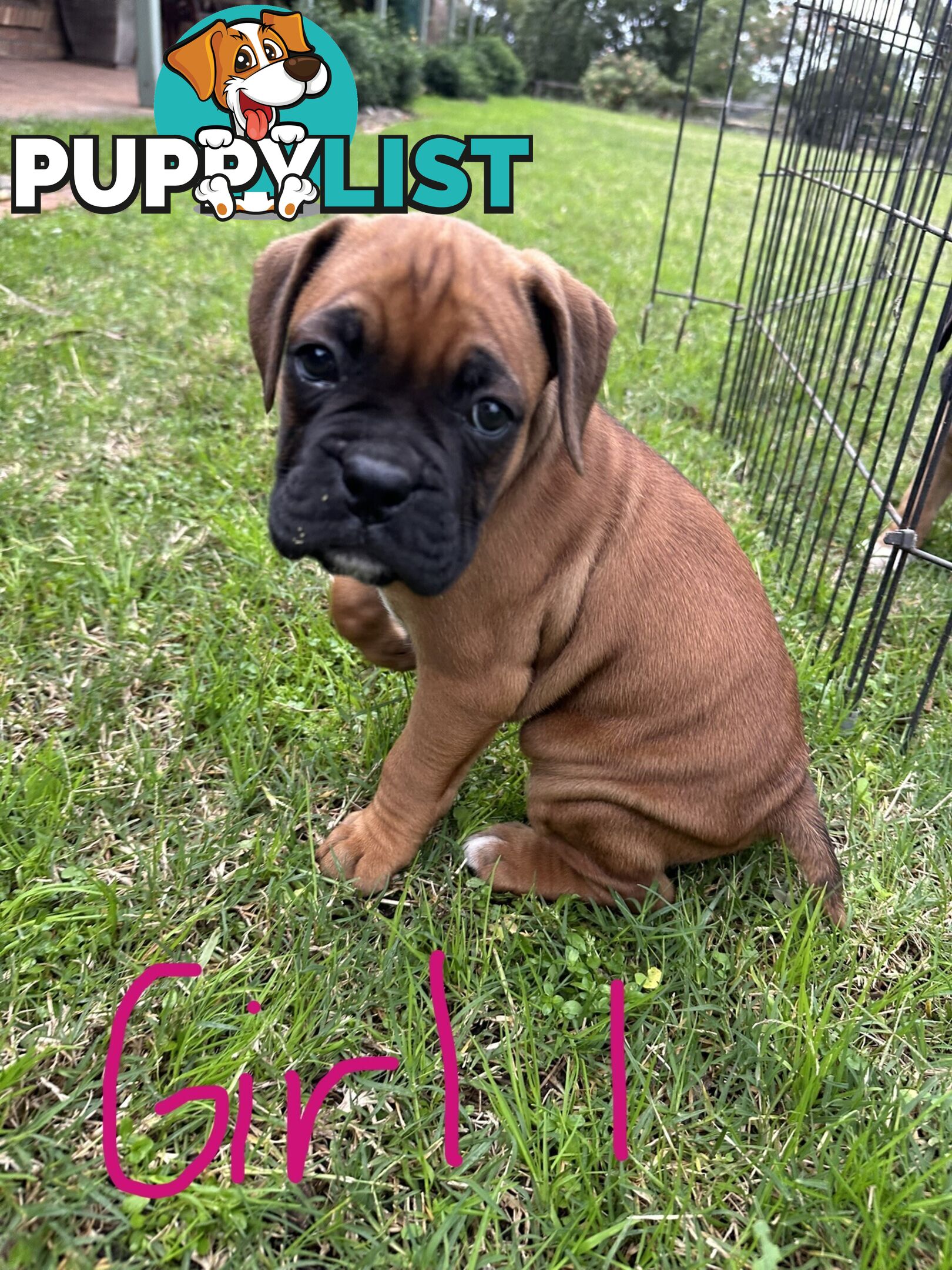 Fawn Purebred Bobtail Boxer Puppies - 2 Female/2 Male