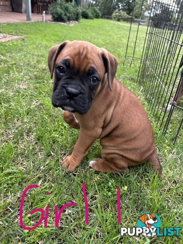 Fawn Purebred Bobtail Boxer Puppies - 2 Female/2 Male