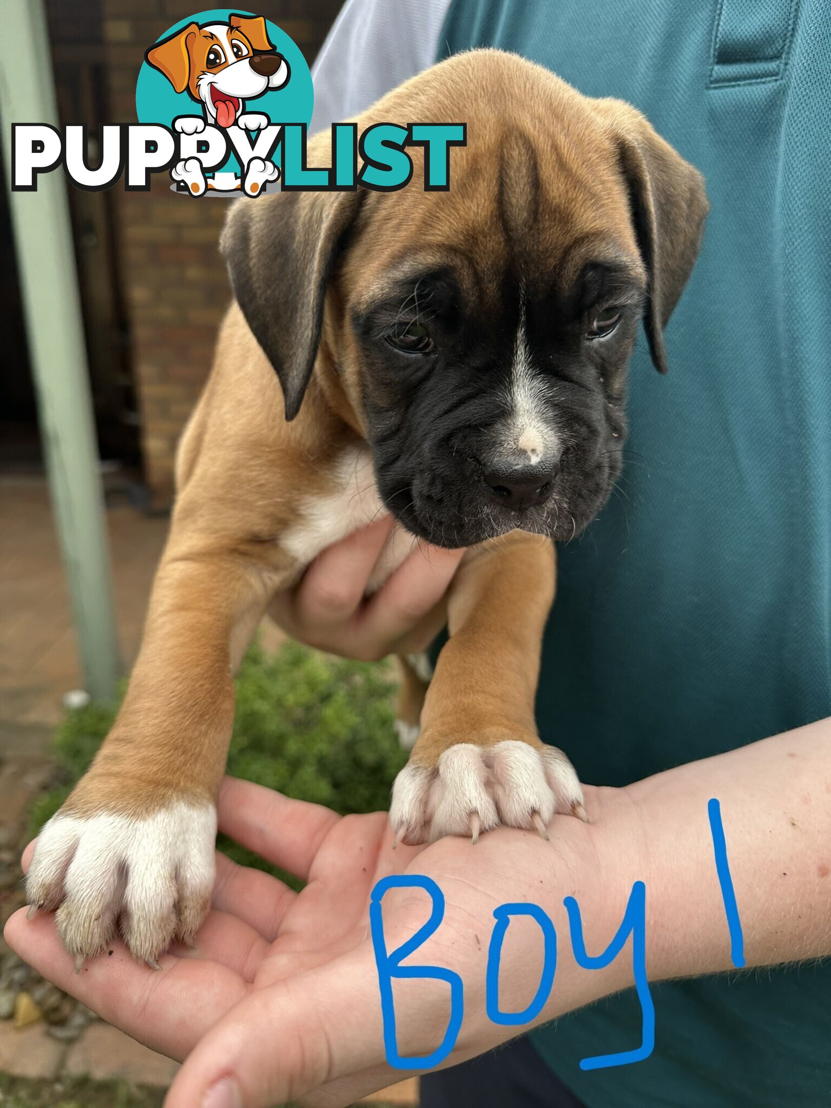 Fawn Purebred Bobtail Boxer Puppies - 2 Female/2 Male
