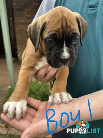 Fawn Purebred Bobtail Boxer Puppies - 2 Female/2 Male