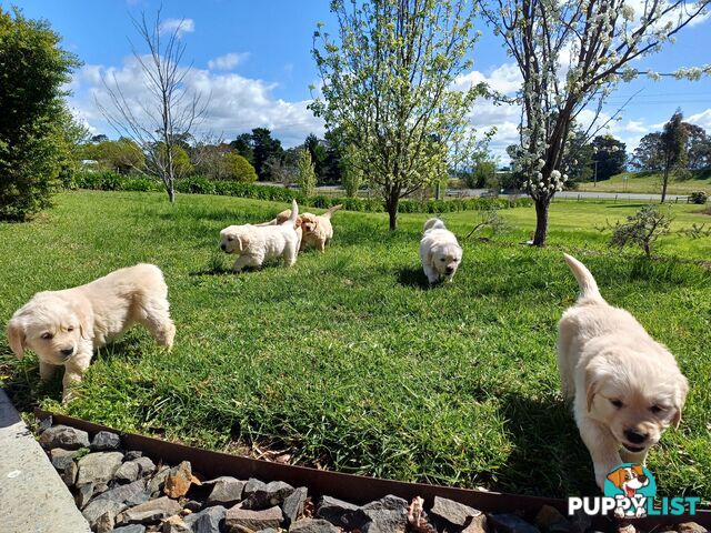 Gorgeous pure bred gold retrievers