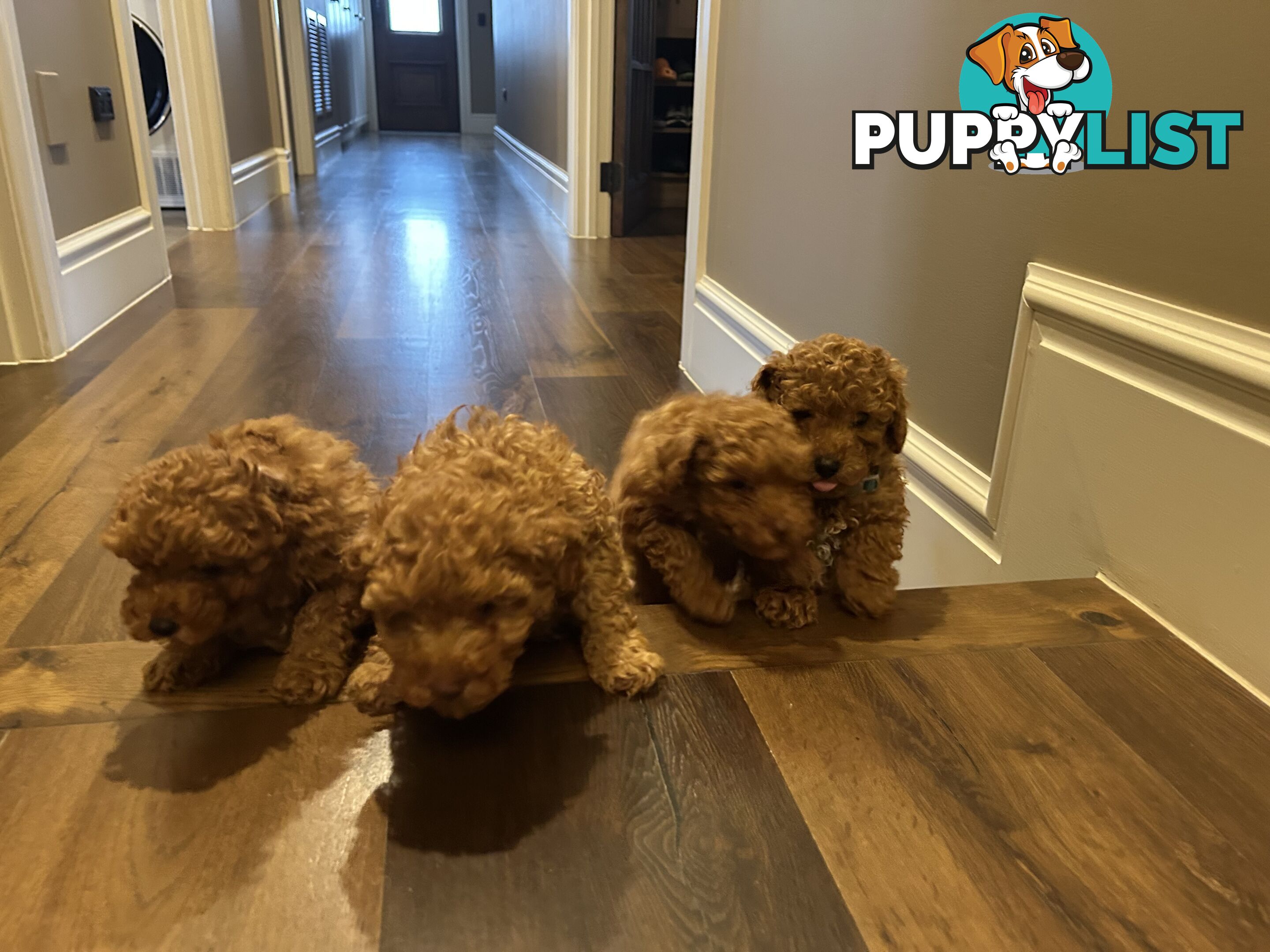 Cavoodles  x 4