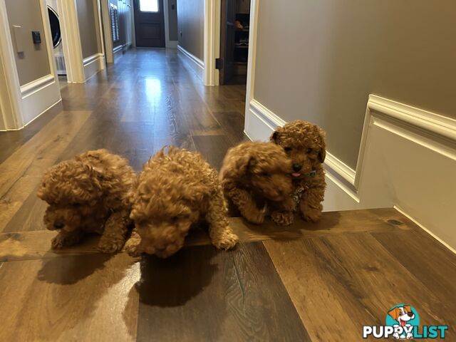 Cavoodles  x 4