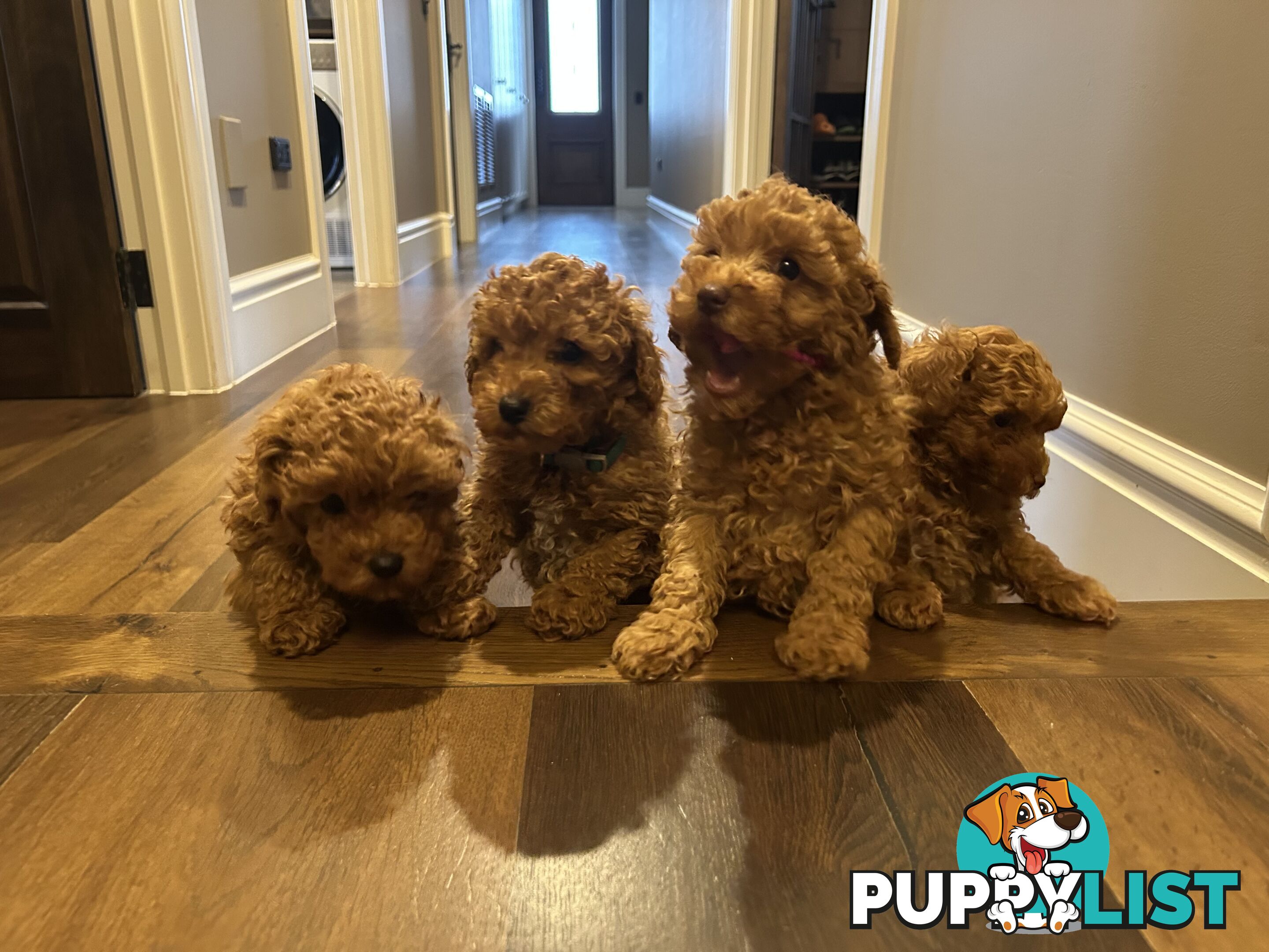 Cavoodles  x 4