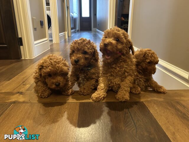 Cavoodles  x 4