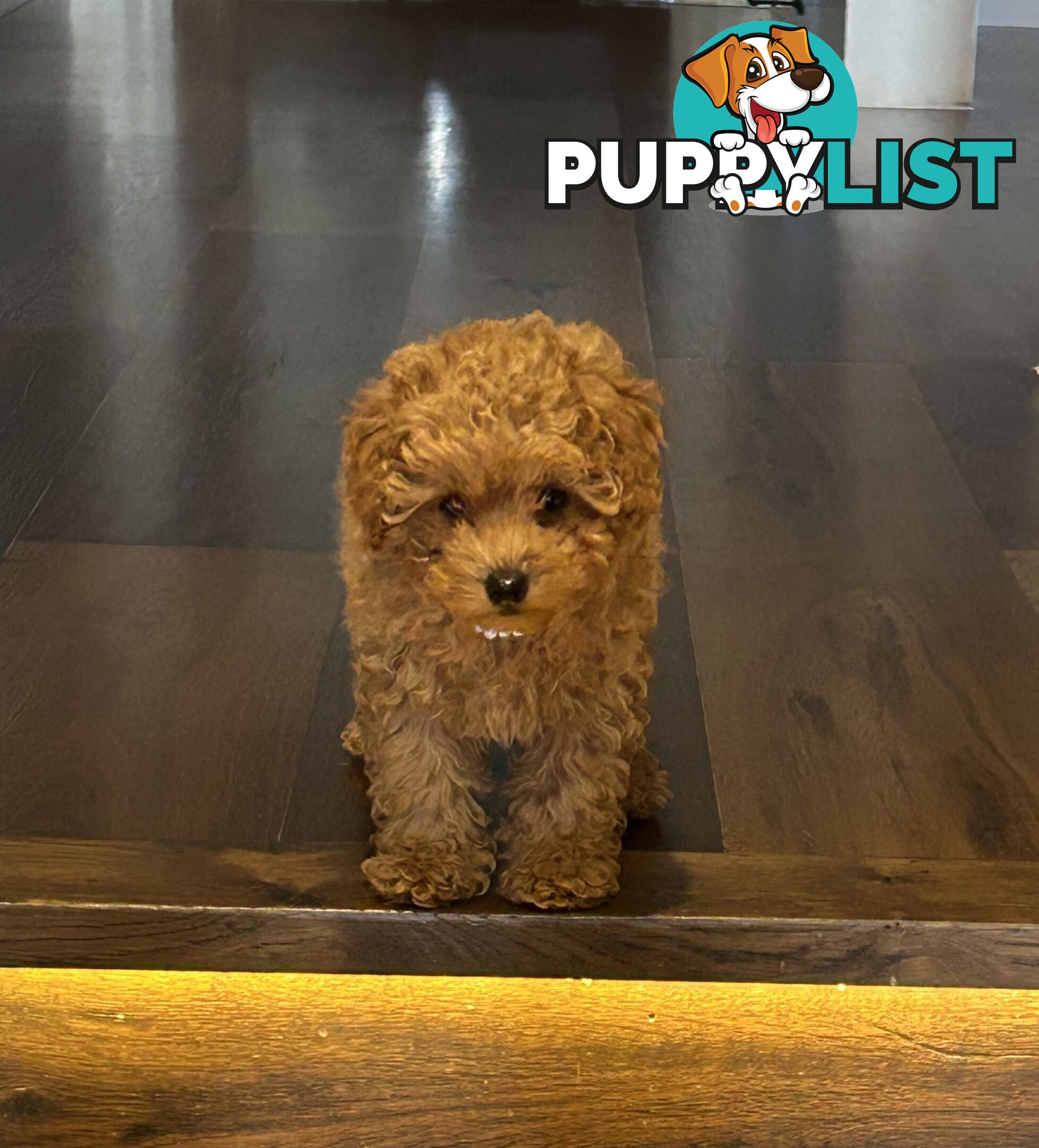 Toy poodle female