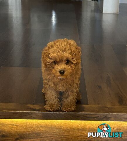 Toy poodle female