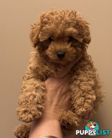 Toy poodle female