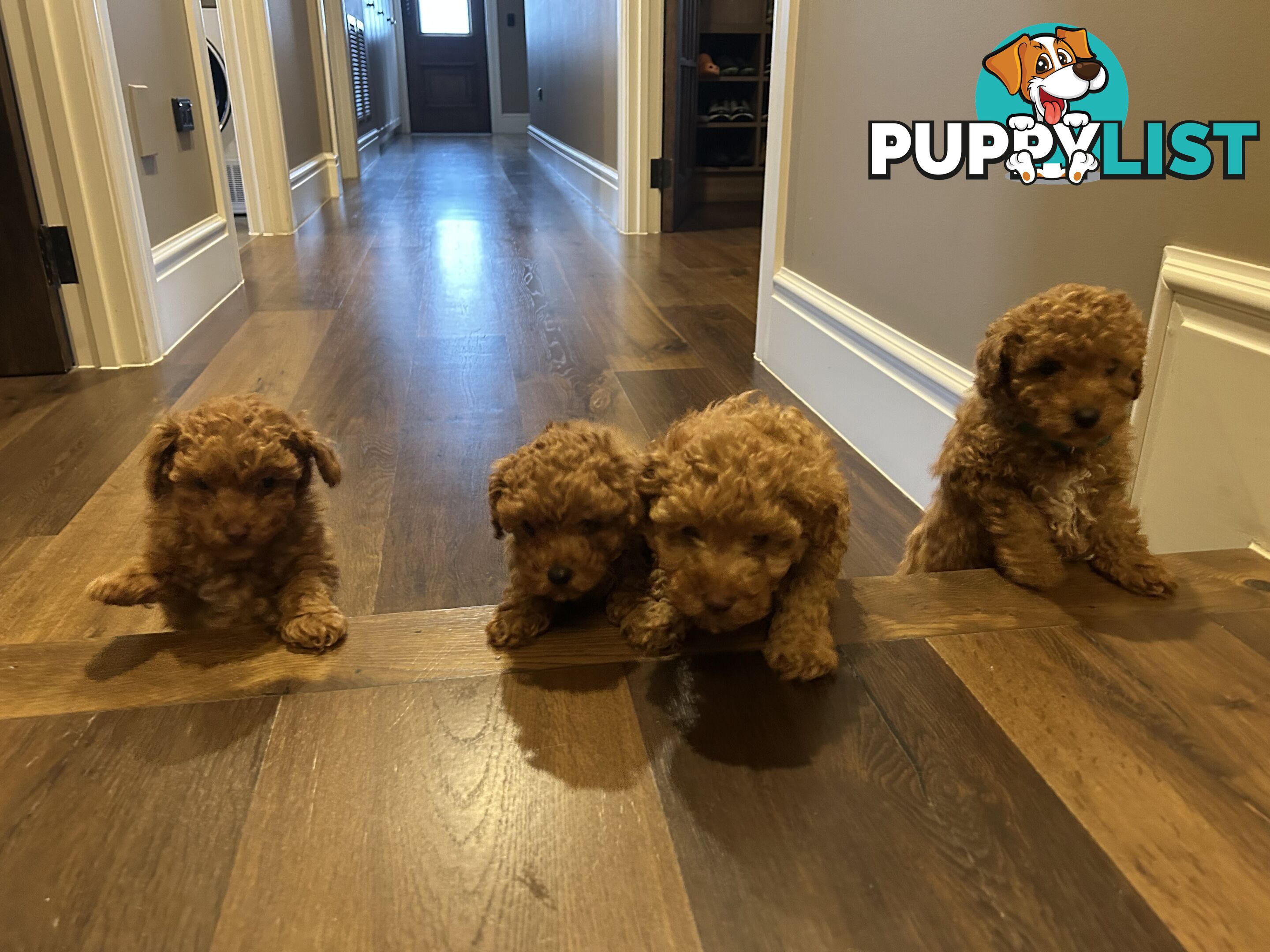 Cavoodles  x 4
