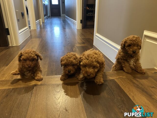 Cavoodles  x 4