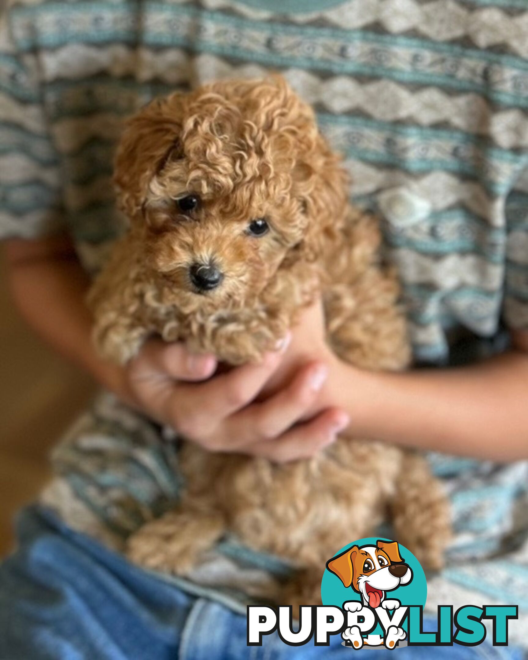 Toy poodle female