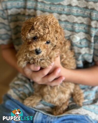 Toy poodle female