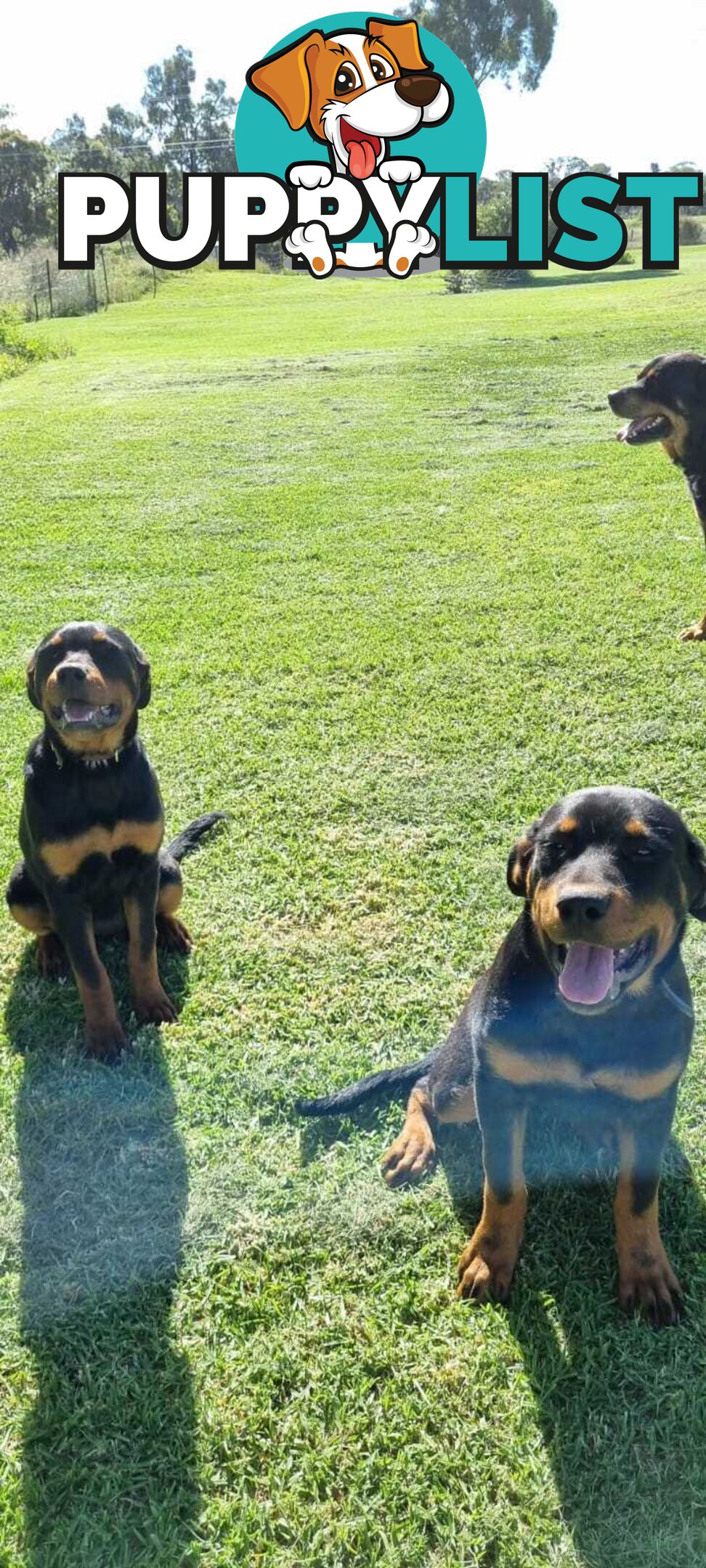 rottweiler 2x females