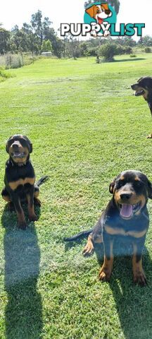 rottweiler 2x females