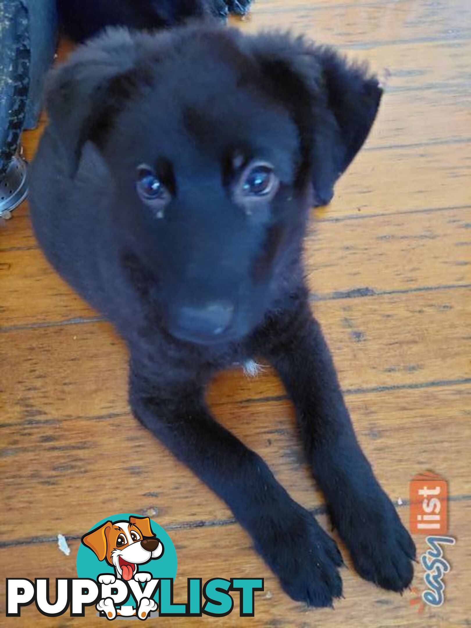 Black German Shepherd Puppies Ready To Go!