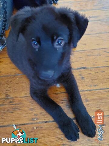 Black German Shepherd Puppies Ready To Go!