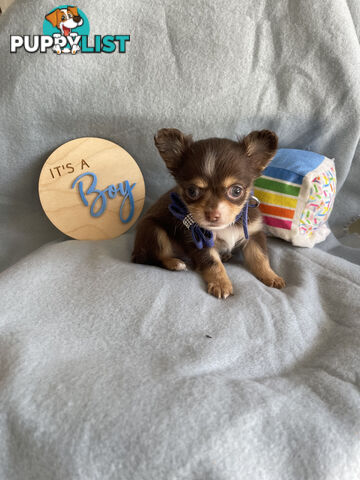 Purebred Chihuahua Pups