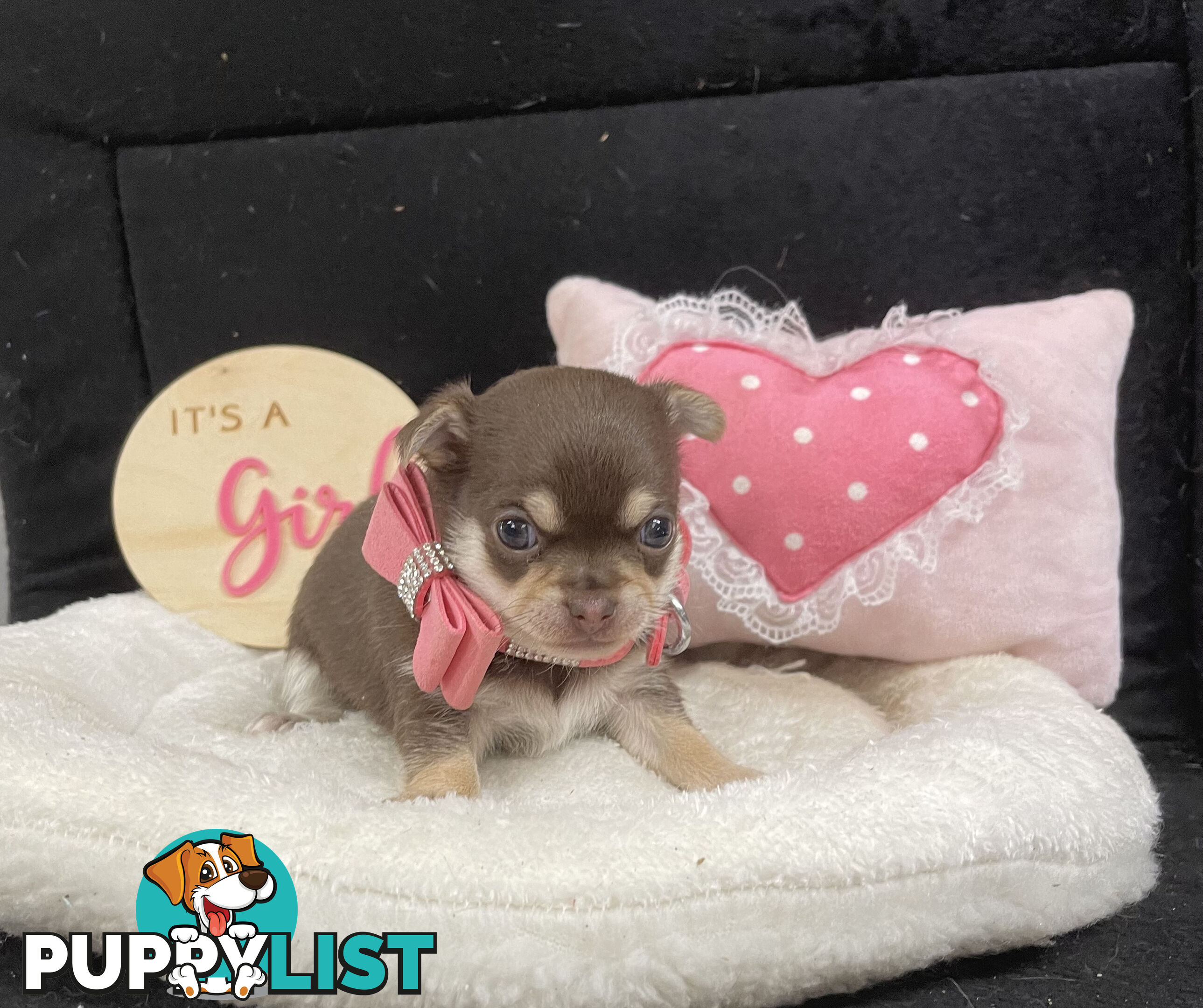 Purebred Chihuahua Pups