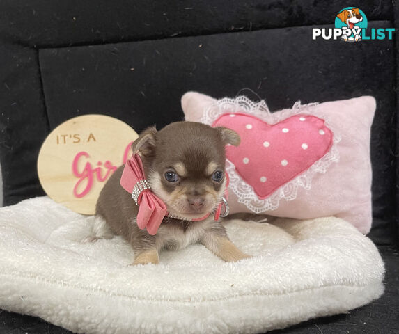 Purebred Chihuahua Pups