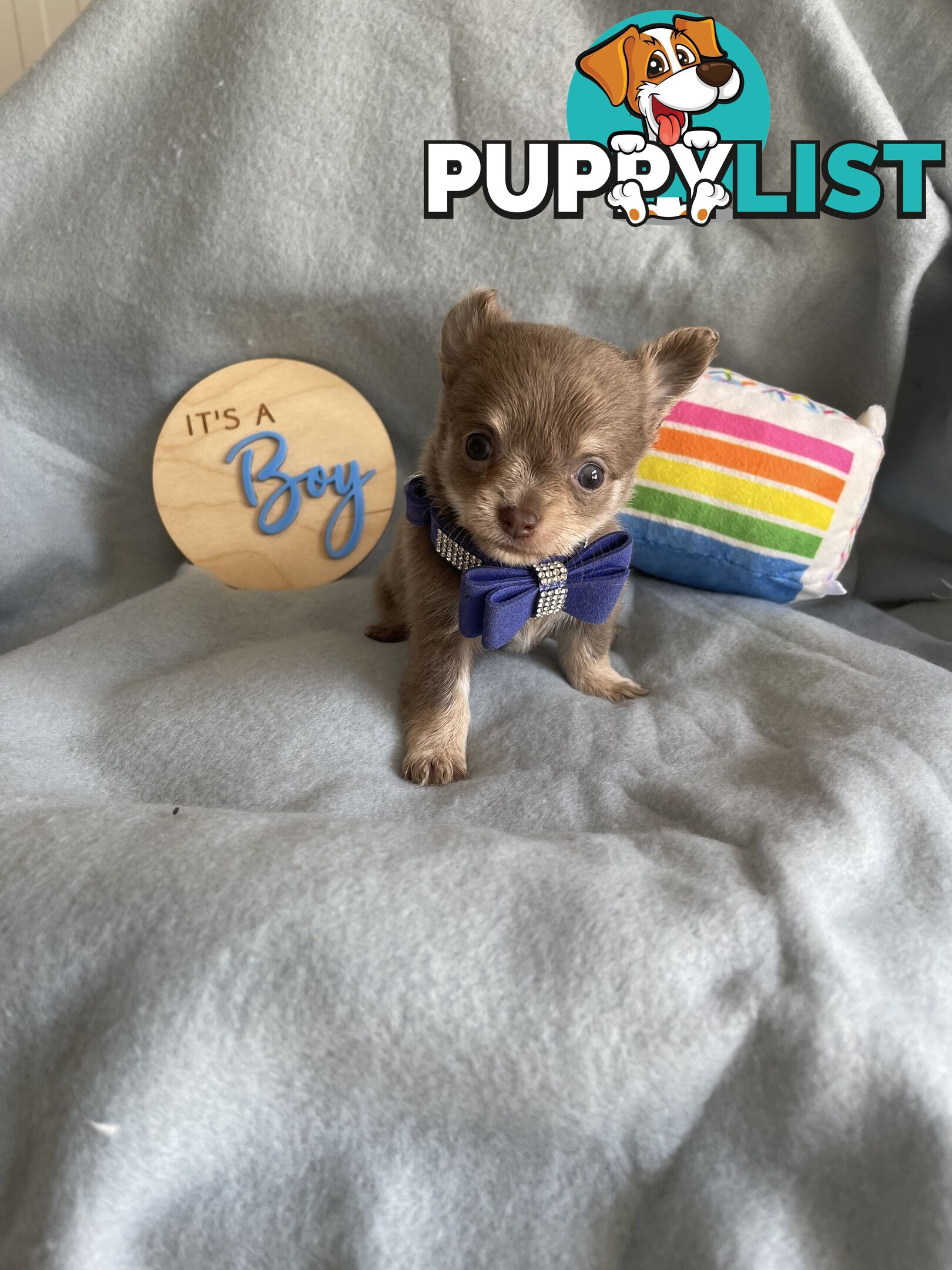 Purebred Chihuahua Pups