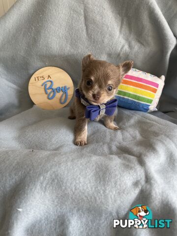 Purebred Chihuahua Pups