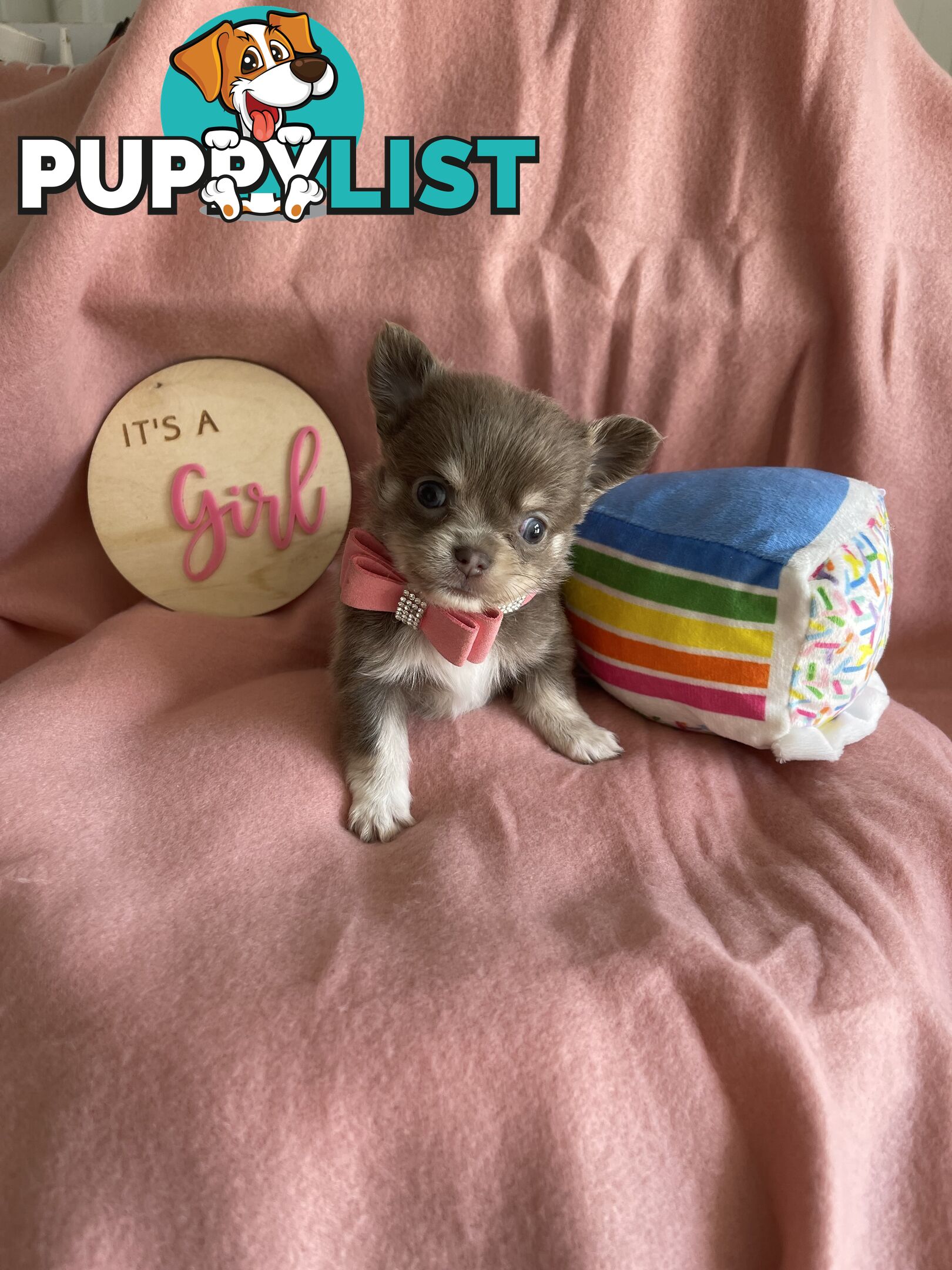 Purebred Chihuahua Pups