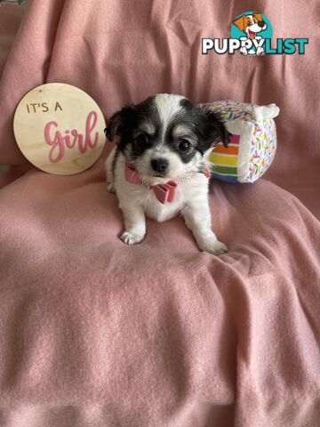 Purebred Chihuahua Pups