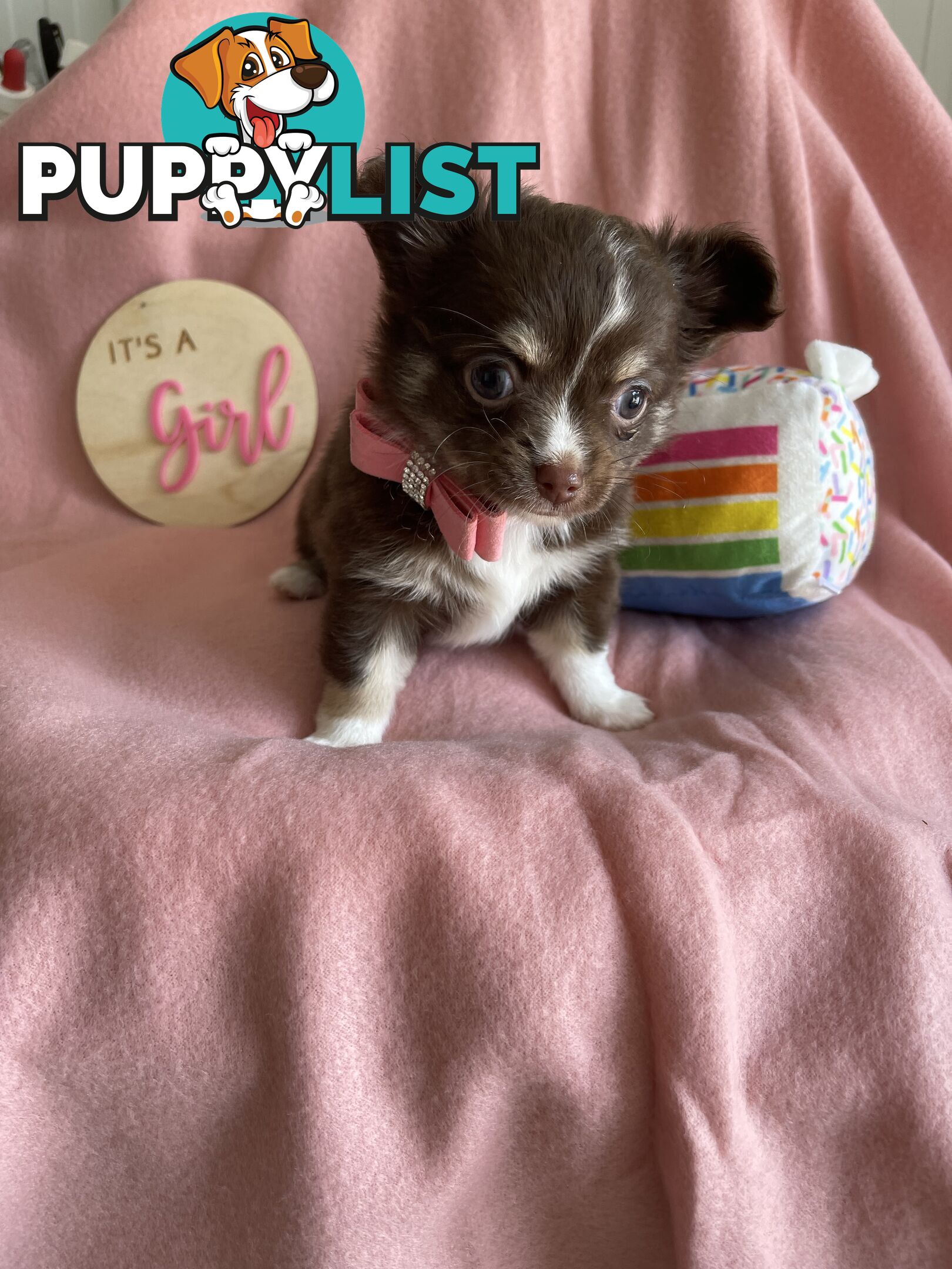 Purebred Chihuahua Pups