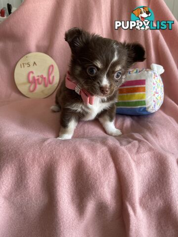 Purebred Chihuahua Pups