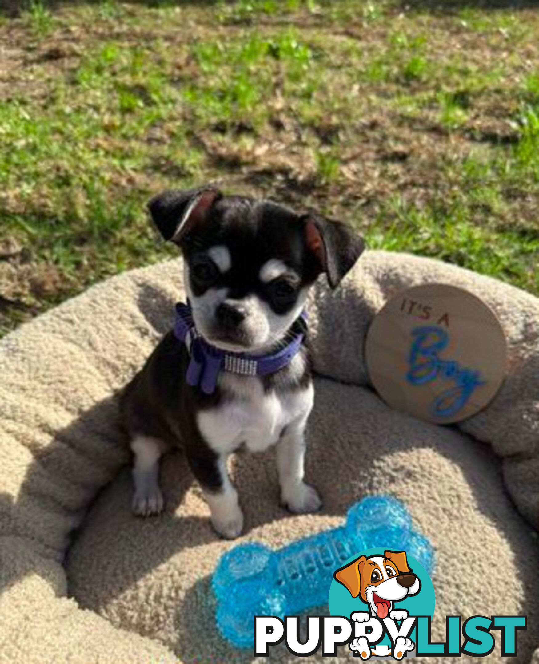 Pedigree Chihuahua Pups