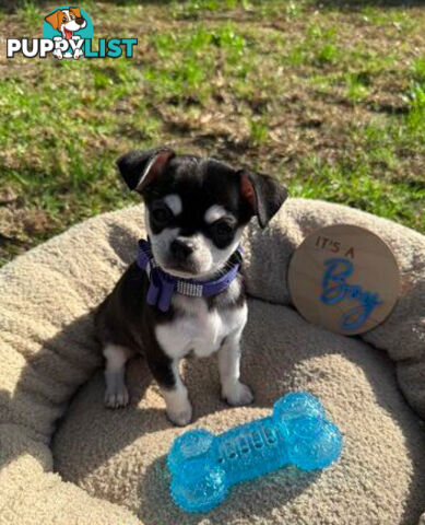 Pedigree Chihuahua Pups