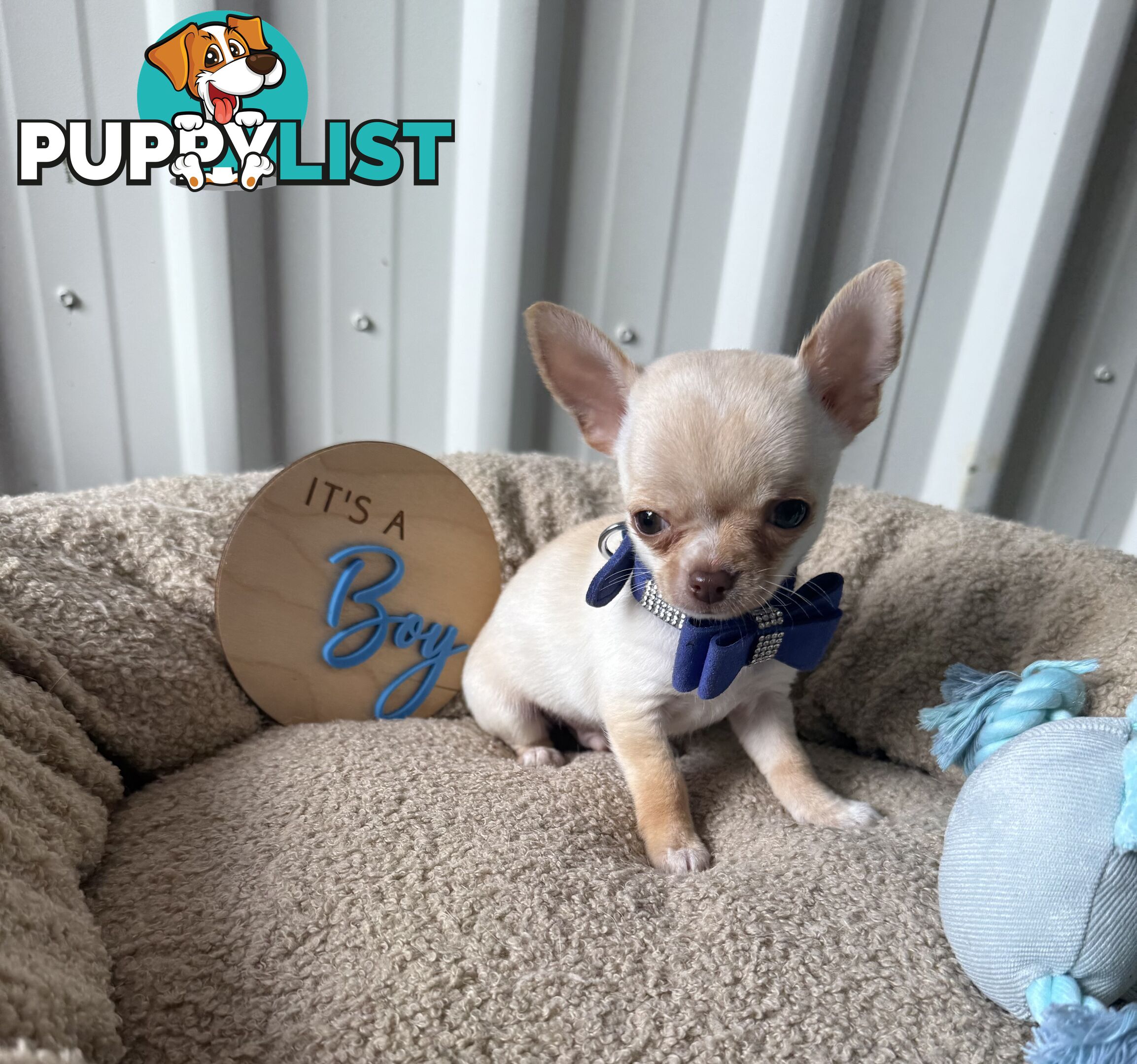 Pedigree Chihuahua Pups